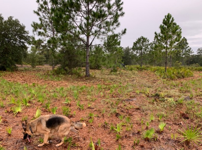 Florida Recreational Holopaw Suburban Estates off roading atving land for sale camping camp