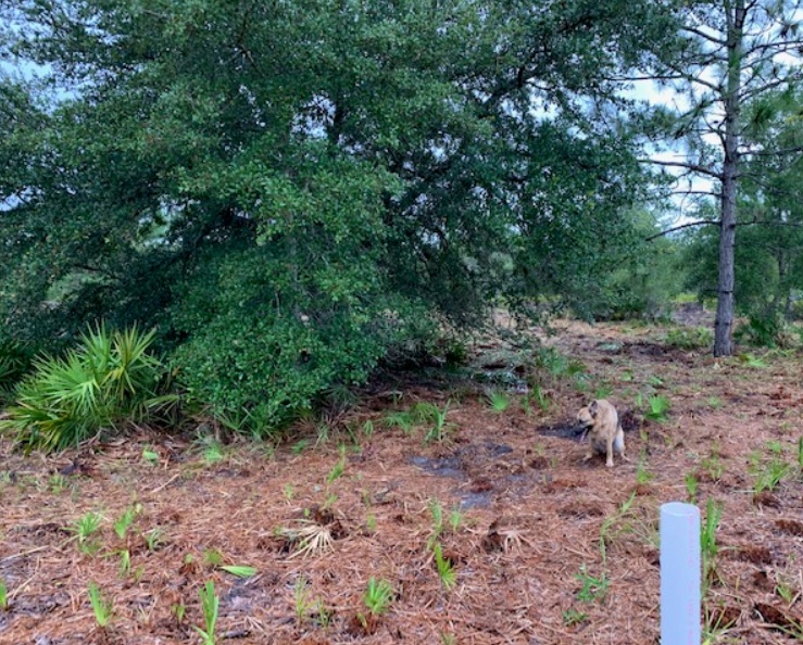 Suburban Estates Holopaw Florida Recreational Land For Sale atv camp